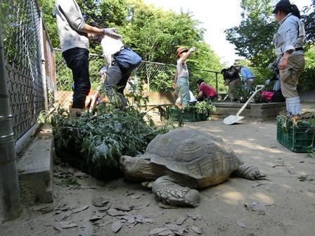 みどりの月間「カメの運動場にも緑を！！」｜動物たちのおはなし｜公園